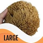 Large Grass Sea Sponge