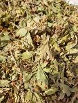 Hawthorn Leaves & Flowers, Crataegus Rosaceae, Боярышник