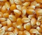 We Supply Maize Globally