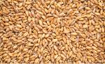 Wheat India 11.5% Protein  £256 €300 Ton 