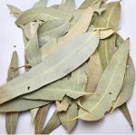 Eucalyptus Leaves, Eucalyptus Camaldulensis