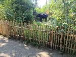 Acacia Wood Fence 