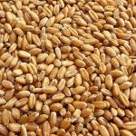 Wheat grain, grade 3