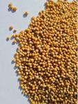 Yellow mustard seed, crop 2022