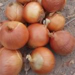 Fresh Red Onions/Fresh White Onions/Fresh Yellow Onions