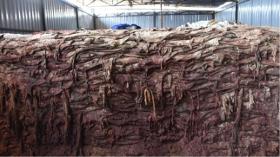  Dry and Wet Salted Donkey hides