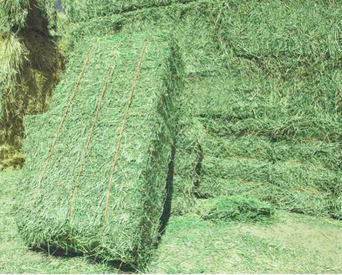 Alfalfa Hay Animal feed